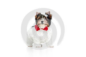 Festive look. Studio image of cute little Biewer Yorkshire Terrier, dog, puppy, posing over white background. Concept of