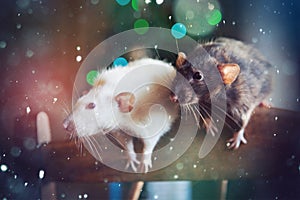 Festive new year rats couple