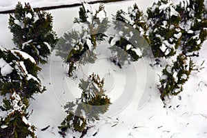 Festive, New Year`s green thujas growing on the street are beautifully and completely covered with white snow in winter.