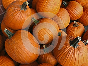 Festive orange autumn pumpkins at a farmerâ€™s market.