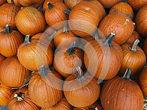 Festive orange autumn pumpkins at a farmerâ€™s market.