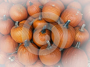 Festive orange autumn pumpkins at a farmerâ€™s market.