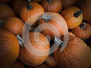 Festive orange autumn pumpkins at a farmerâ€™s market.