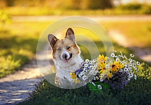 Festive portrait of a cute dog corgi pembroke is sitting in a summer garden with a bouquet of flowers