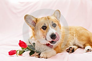 Festive portrait of cute red dog puppy Corgi lying on fluffy pink plaid with rose flowers in his paws and licks his nose
