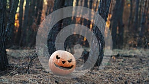 festive pumpkin on Halloween stands in a coniferous forest.