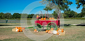 Festive Red Fall Wagon Carrying Pumpkins Ouside a Texas Winery during Halloween