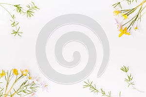 Festive spring border, first spring flower crocus on white background.