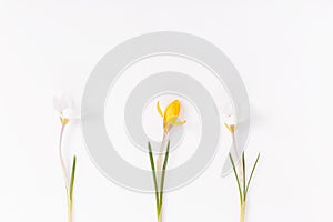 Festive spring border, first spring flower crocus on white background.