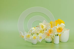 Festive spring composition with assorted blooming narcissus and homemade wicker basket