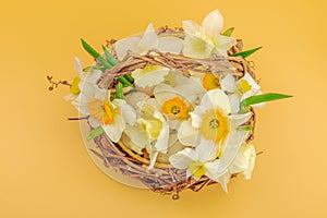 Festive spring composition with assorted blooming narcissus and homemade wicker basket