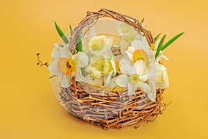 Festive spring composition with assorted blooming narcissus and homemade wicker basket