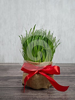 Festive table in honor of Navruz. Wheat with a red ribbon, the traditional holiday of the vernal equinox Nawruz