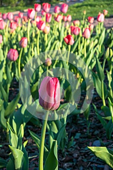 Festive tulips on a flowerbed.