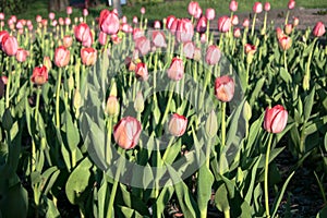 Festive tulips on a flowerbed.