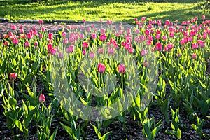 Festive tulips on a flowerbed.