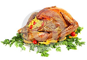 Festive turkey side view isolated