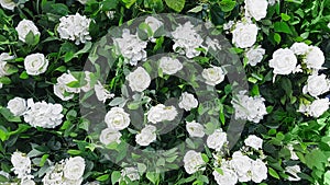 Festive wed background. Bush with many white roses and hydrangeas in a room against a white wall