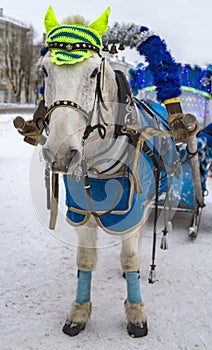 A festively dressed white horse harnessed to a painted cart