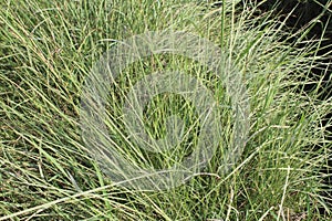 Festuca amethystina & x27;Tufted Fescue& x27; - Blue-Green Ornamental Grass with Fine Texture. photo
