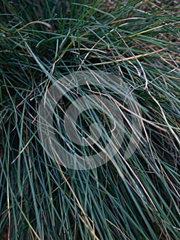 Festuca glauca or Blue fescue