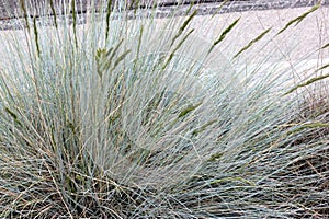 Festuca glauca, Blue fescue, clump forming perennial grass