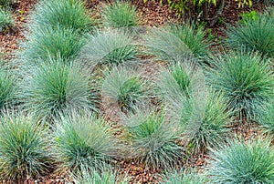 Festuca glauca, flowering plant in the grass family.