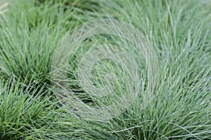 Festuca glauca grass in a planting bed