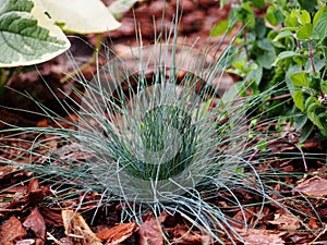 Festuca glauca `Intense Blue``