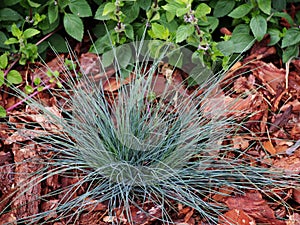 Festuca glauca `Intense Blue``