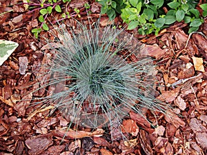 Festuca glauca `Intense Blue``