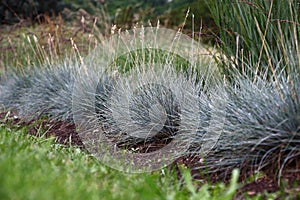 The festuca glauca landed in a row.