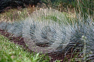 The festuca glauca planted in a row. Look at an angle.