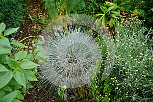 Festuca glauca and Santolina chamaecyparissus with silver-blue foliage bloom in the garden in June. Berlin, Germany