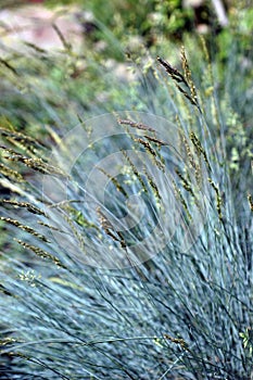 Festuca Glauca \'Select\' in Bloom