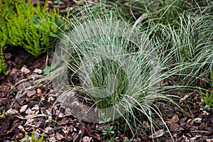 Festuca glauca with spiny leaves in the garden.