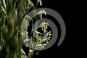 Festuca pratensis. Flowering grass with seeds on a black background