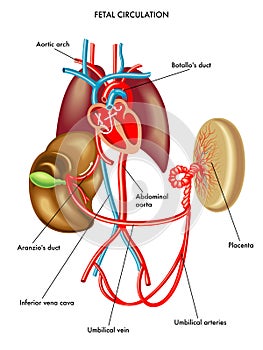 Fetal circulation photo