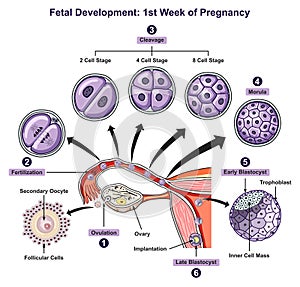 Fetal development first week of pregnancy infographic diagram