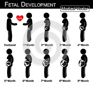 Fetal development photo