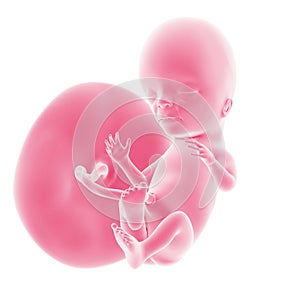 Fetal development - week 15