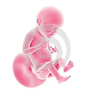 Fetal development - week 28