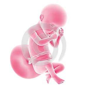 Fetal development - week 30