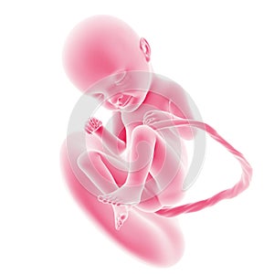 Fetal development - week 33