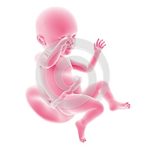 Fetal development - week 39