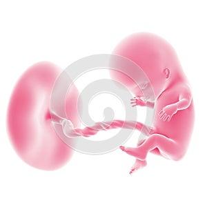 Fetal development - week 11