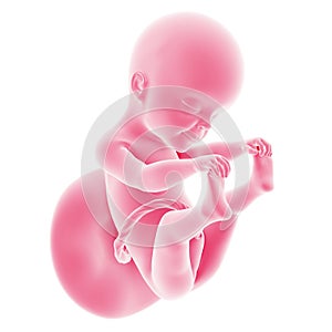 Fetal development - week 25