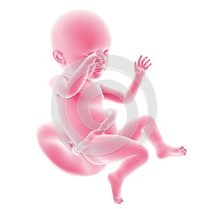 Fetal development - week 39 photo