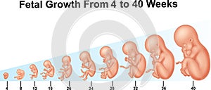 Fetal growth from 4 to 40 weeks