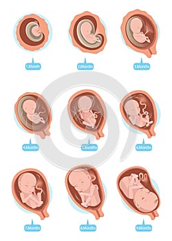 Fetal Growth